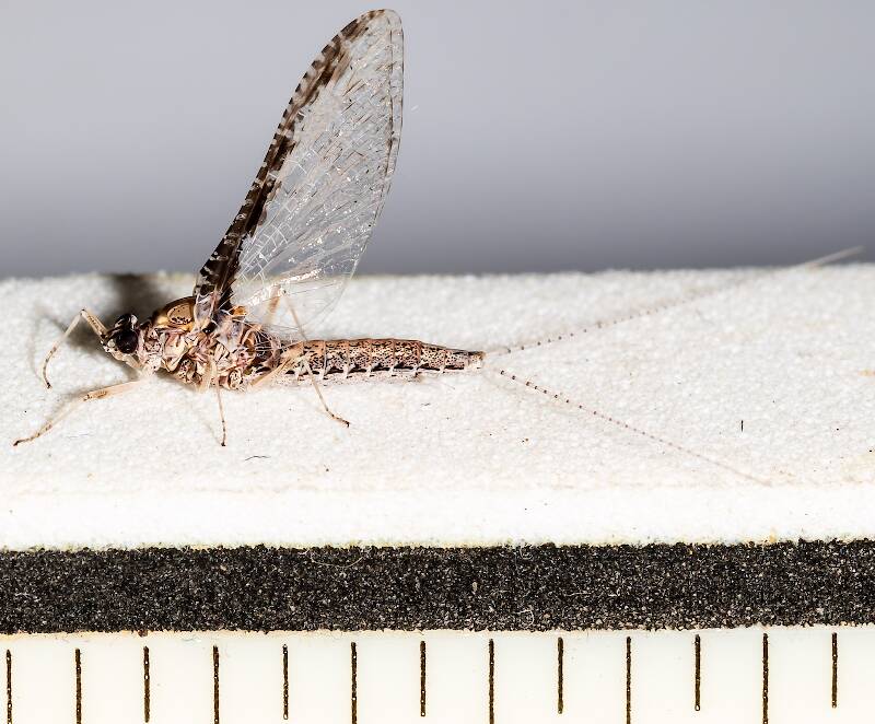 Each ruler mark is 1/16 inch.

Ruler view of a Female Callibaetis (Baetidae) (Speckled Dun) Mayfly Spinner from the Henry's Fork of the Snake River in Idaho The smallest ruler marks are 1/16".