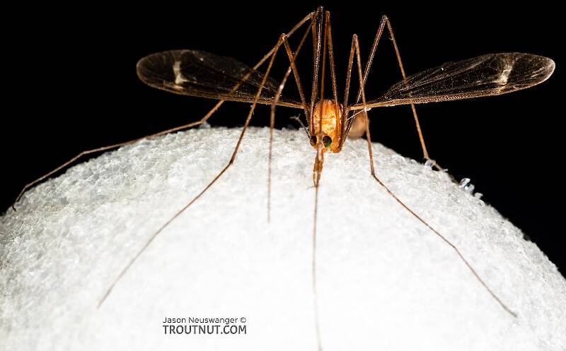 Artistic view of a Tipulidae (Crane Fly) True Fly Adult from the Henry's Fork of the Snake River in Idaho