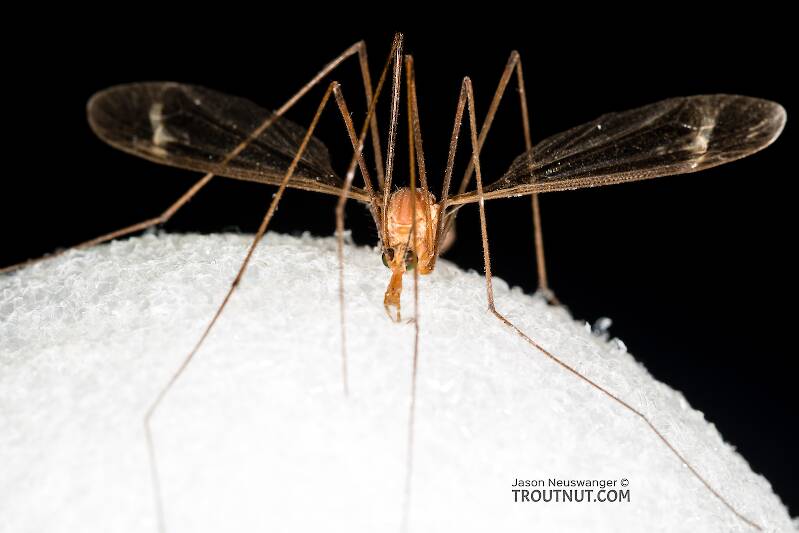 Tipulidae (Crane Fly) True Fly Adult from the Henry's Fork of the Snake River in Idaho