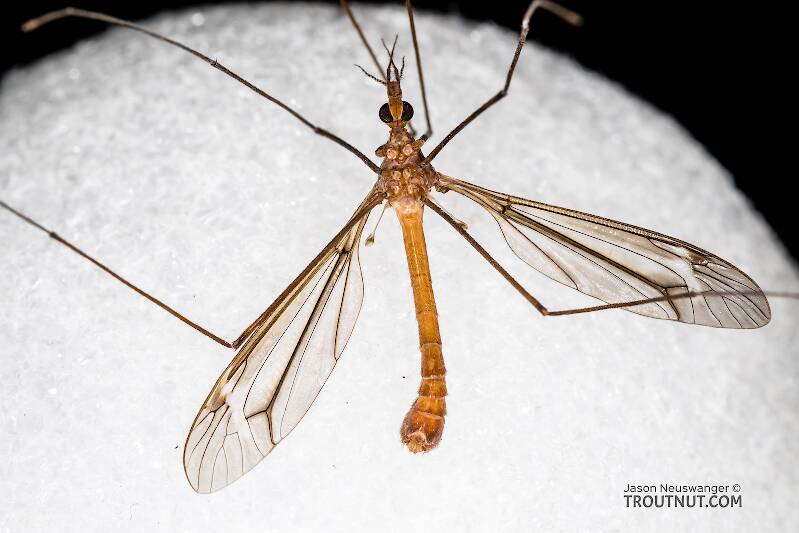 Dorsal view of a Tipulidae (Crane Fly) True Fly Adult from the Henry's Fork of the Snake River in Idaho