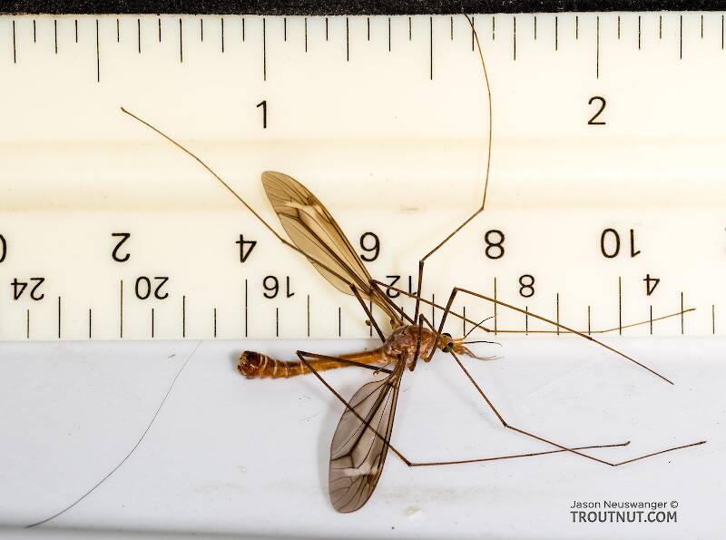 Ruler view of a Tipulidae (Crane Fly) True Fly Adult from the Henry's Fork of the Snake River in Idaho The smallest ruler marks are 1/16".