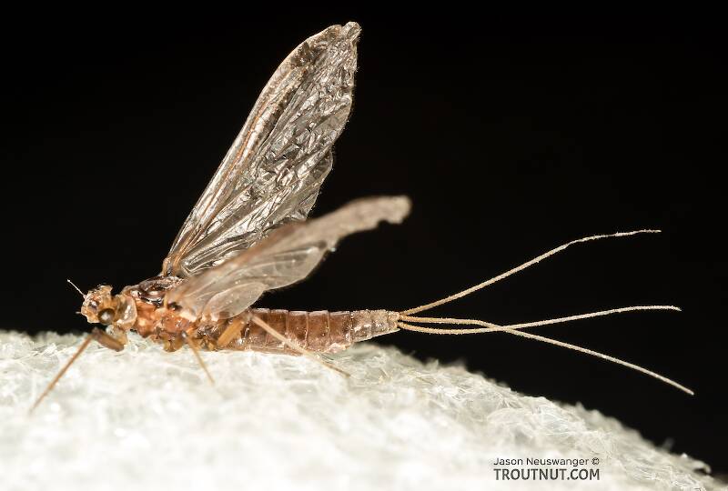Lateral view of a Female Ephemerellidae (Hendricksons, Sulphurs, PMDs, BWOs) Mayfly Dun from the Henry's Fork of the Snake River in Idaho