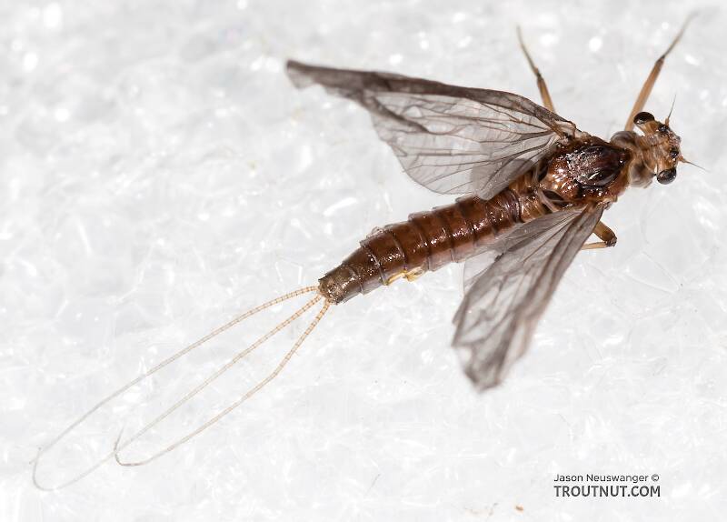 Dorsal view of a Female Ephemerellidae (Hendricksons, Sulphurs, PMDs, BWOs) Mayfly Dun from the Henry's Fork of the Snake River in Idaho