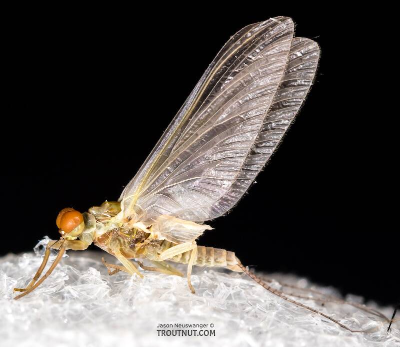 Lateral view of a Male Ephemerellidae (Hendricksons, Sulphurs, PMDs, BWOs) Mayfly Dun from the Henry's Fork of the Snake River in Idaho