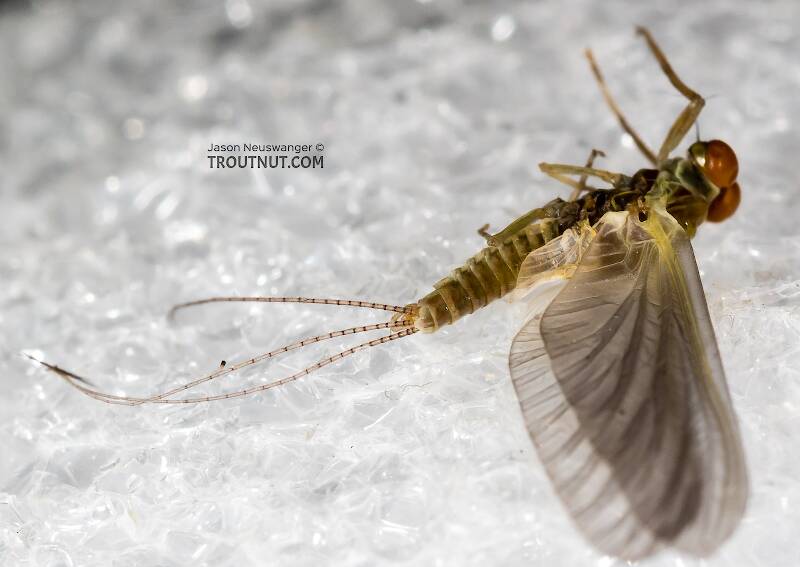 Dorsal view of a Male Ephemerellidae (Hendricksons, Sulphurs, PMDs, BWOs) Mayfly Dun from the Henry's Fork of the Snake River in Idaho