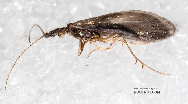 Lateral view of a Male Lepidostoma (Lepidostomatidae) (Little Brown Sedge) Caddisfly Adult from the Henry's Fork of the Snake River in Idaho