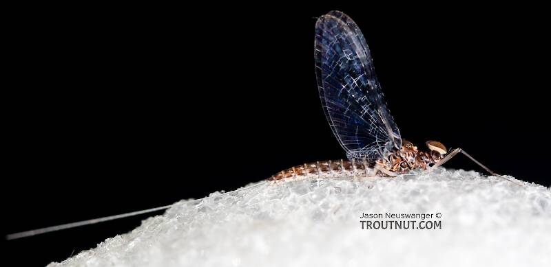 Male Callibaetis (Baetidae) (Speckled Dun) Mayfly Spinner from the Firehole River in Wyoming