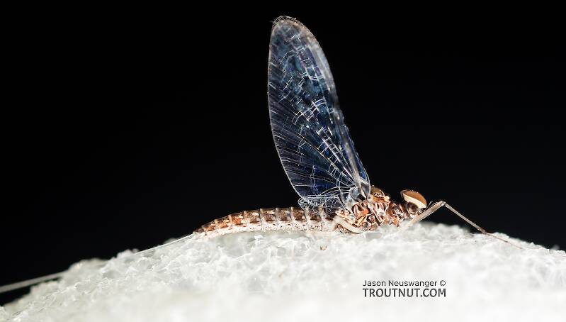 Lateral view of a Male Callibaetis (Baetidae) (Speckled Dun) Mayfly Spinner from the Firehole River in Wyoming