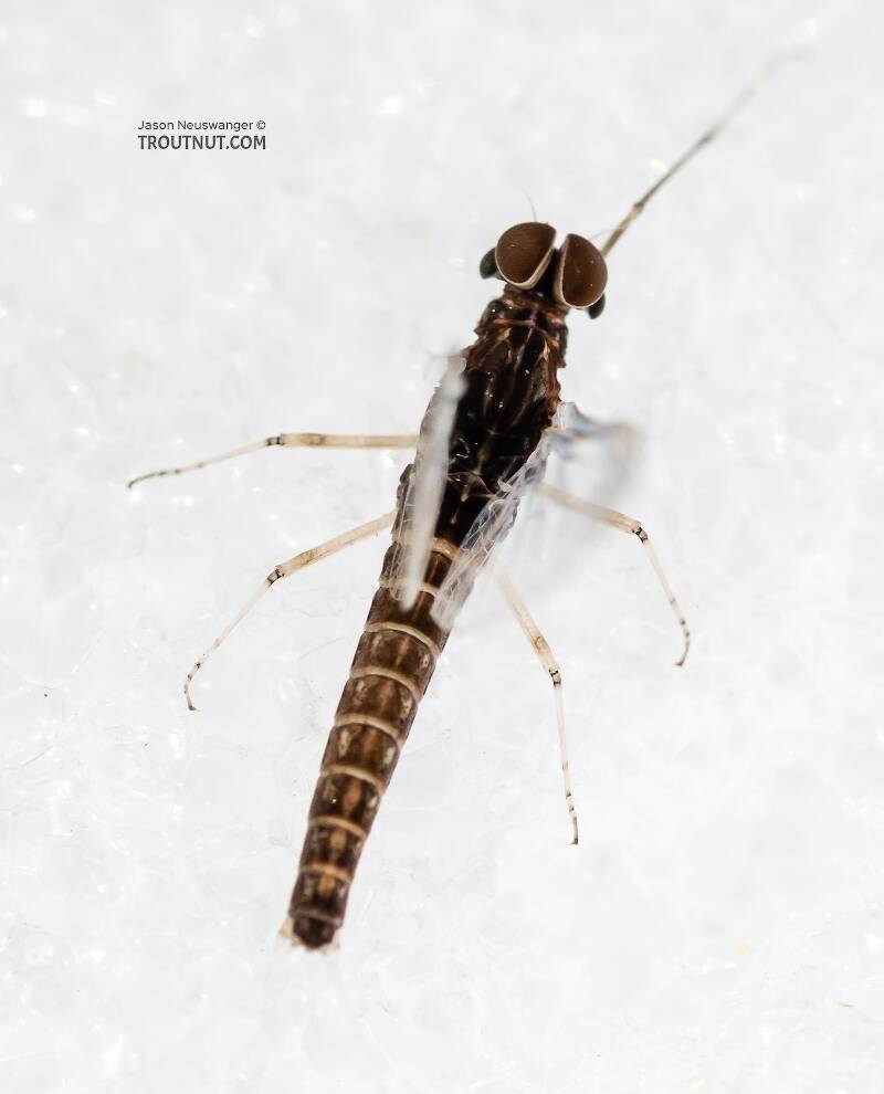 Dorsal view of a Male Callibaetis (Baetidae) (Speckled Dun) Mayfly Spinner from the Firehole River in Wyoming