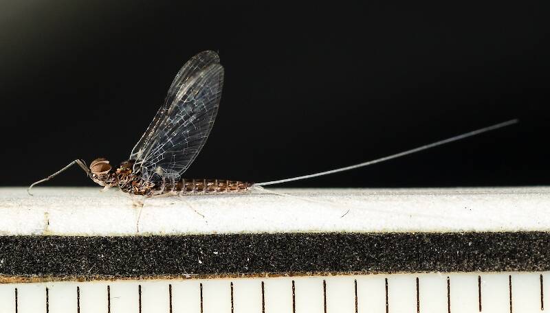 Each length mark is 1/16 inch.

Ruler view of a Male Callibaetis (Baetidae) (Speckled Dun) Mayfly Spinner from the Firehole River in Wyoming The smallest ruler marks are 1/16".