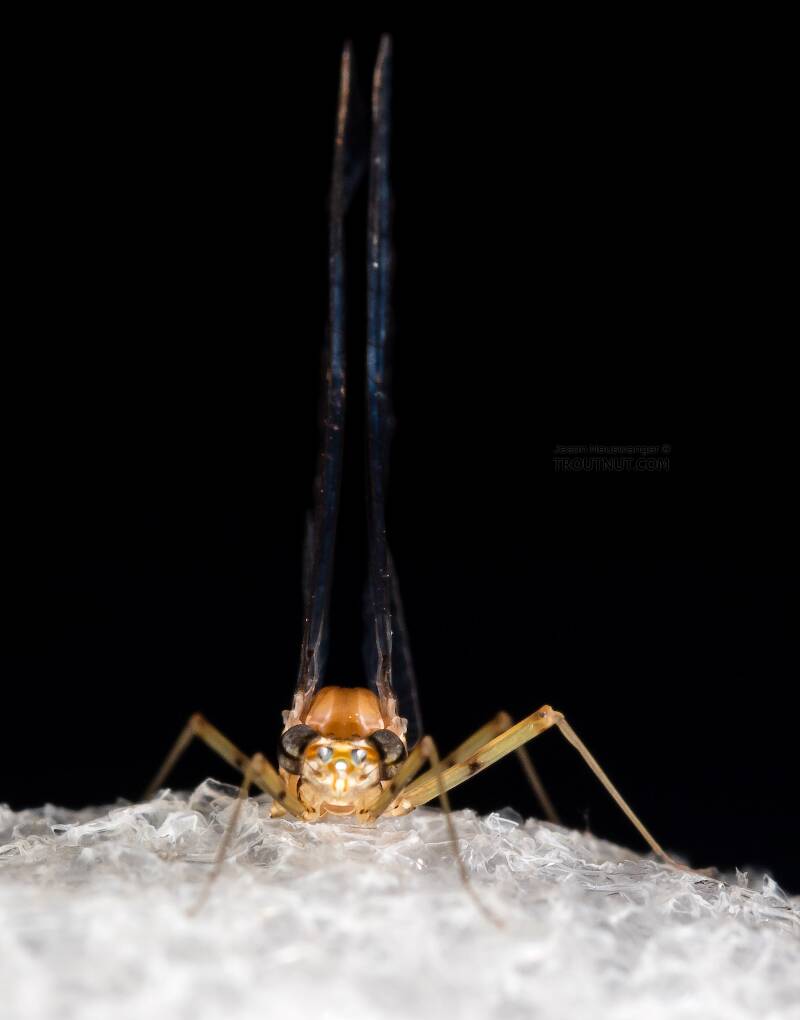 Female Cinygmula (Heptageniidae) (Dark Red Quill) Mayfly Spinner from Rock Creek in Montana
