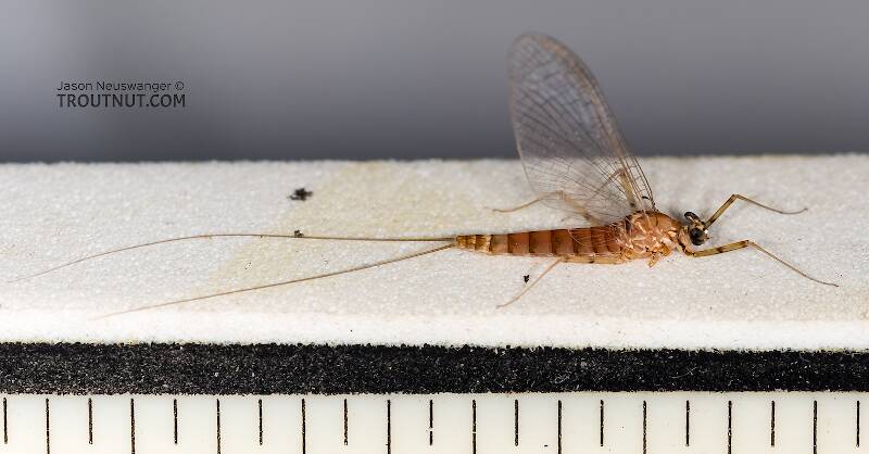 Each length mark is 1/16 inch.

Ruler view of a Female Cinygmula (Heptageniidae) (Dark Red Quill) Mayfly Spinner from Rock Creek in Montana The smallest ruler marks are 1/16".