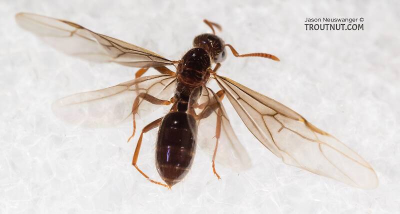 Dorsal view of a Female Formicidae (Ant) Insect Adult from Mystery Creek #227 in Montana