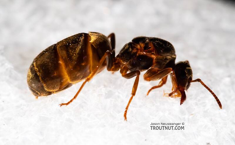 Lateral view of a Female Formicidae (Ant) Insect Adult from Mystery Creek #227 in Montana
