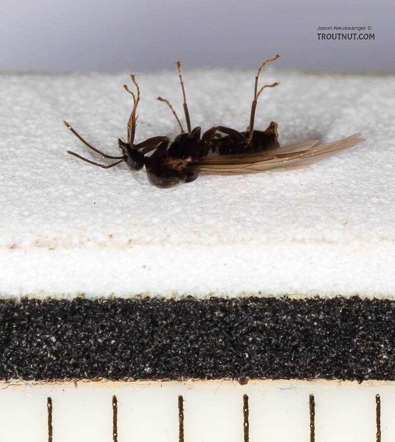 Each measurement mark is 1/16 inch -- this is a tiny ant.

Ruler view of a Formicidae (Ant) Insect Adult from Mystery Creek #227 in Montana The smallest ruler marks are 1 mm.
