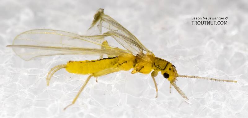 Lateral view of a Chloroperlidae (Sallfly) Stonefly Adult from Mystery Creek #227 in Montana