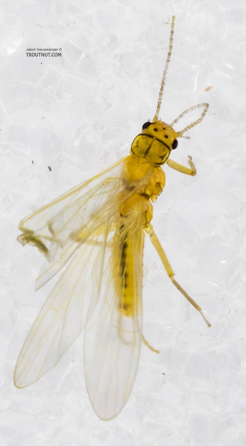 Dorsal view of a Chloroperlidae (Sallfly) Stonefly Adult from Mystery Creek #227 in Montana