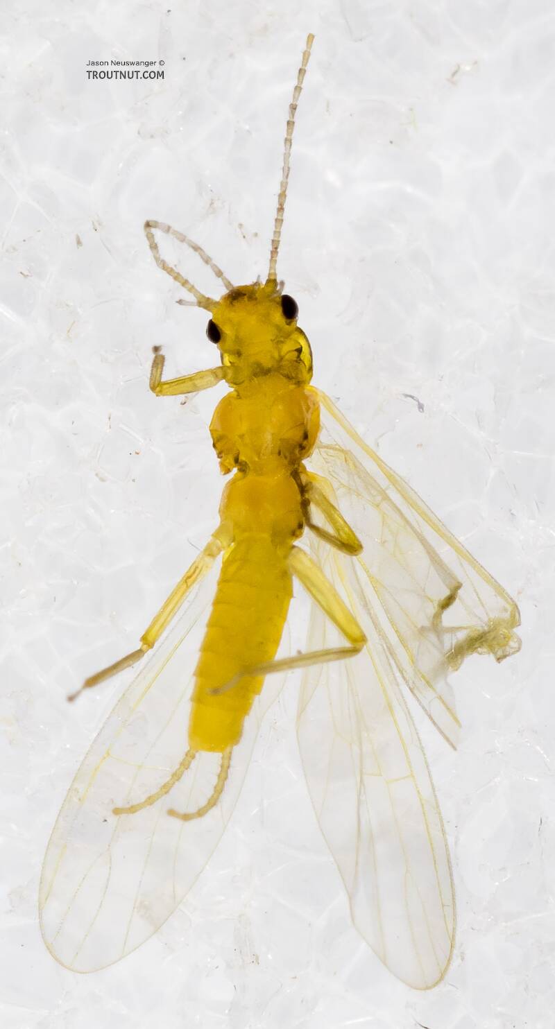 Ventral view of a Chloroperlidae (Sallfly) Stonefly Adult from Mystery Creek #227 in Montana