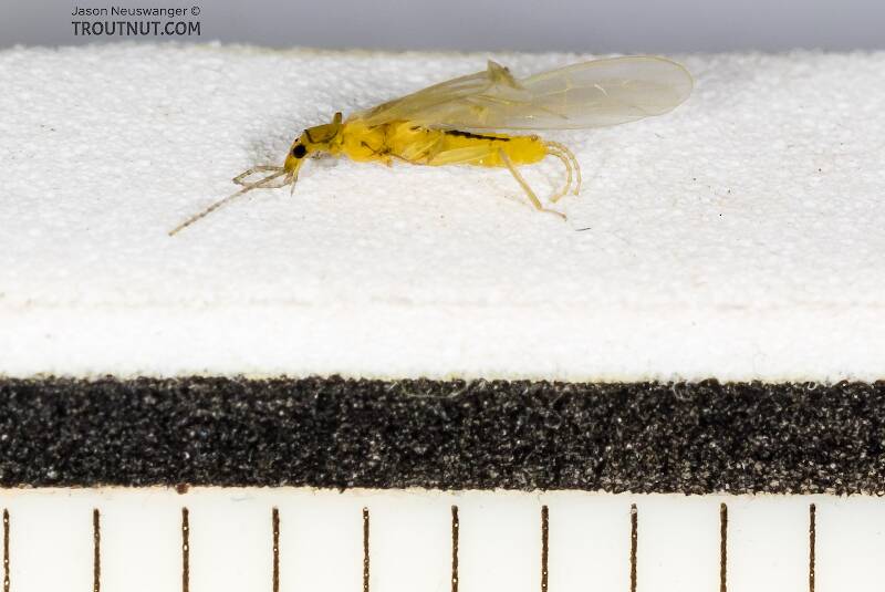 Ruler marks are 1/16 inch. It's a tiny stonefly.

Ruler view of a Chloroperlidae (Sallfly) Stonefly Adult from Mystery Creek #227 in Montana The smallest ruler marks are 1/16".