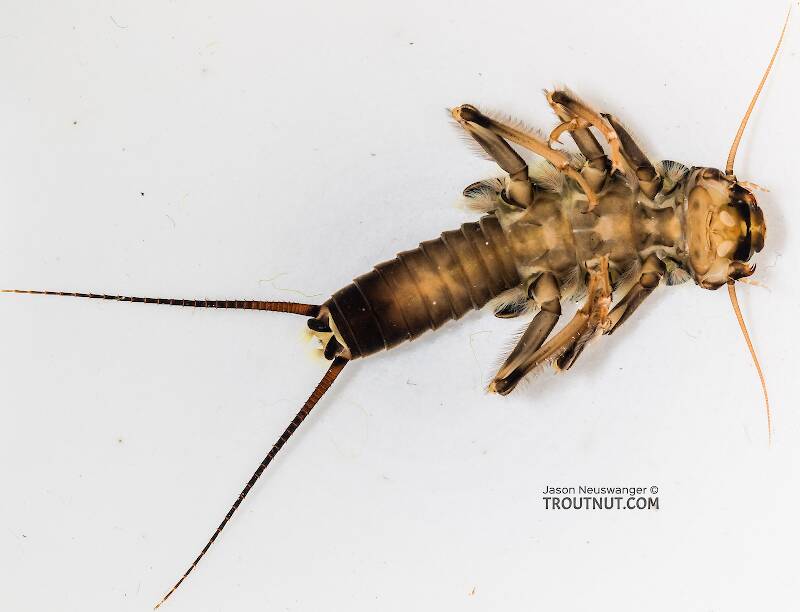Ventral view of a Hesperoperla pacifica (Perlidae) (Golden Stone) Stonefly Nymph from the South Fork Snoqualmie River in Washington