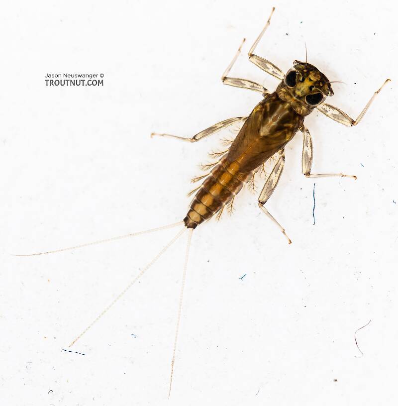 Dorsal view of a Cinygmula (Heptageniidae) (Dark Red Quill) Mayfly Nymph from the South Fork Snoqualmie River in Washington