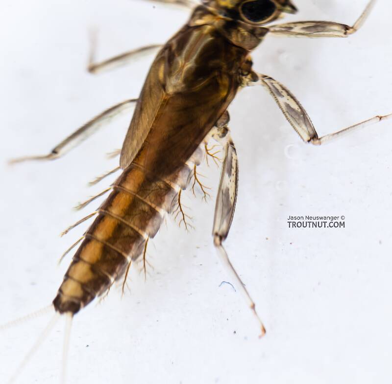 Cinygmula (Heptageniidae) (Dark Red Quill) Mayfly Nymph from the South Fork Snoqualmie River in Washington
