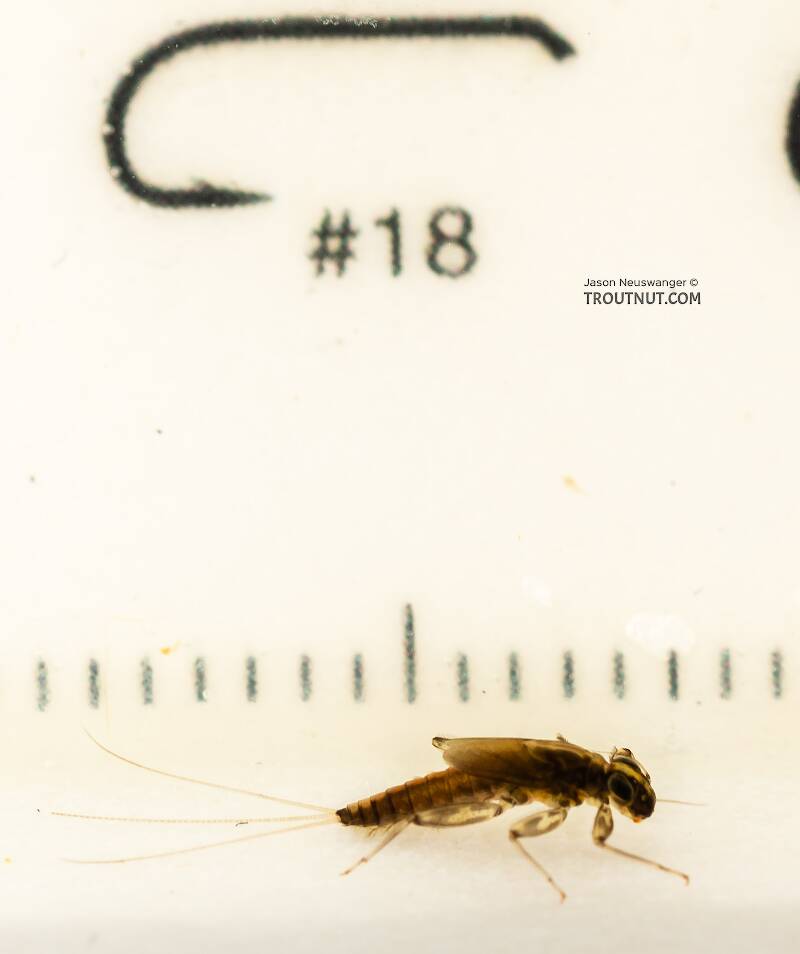 Ruler view of a Cinygmula (Heptageniidae) (Dark Red Quill) Mayfly Nymph from the South Fork Snoqualmie River in Washington The smallest ruler marks are 1 mm.