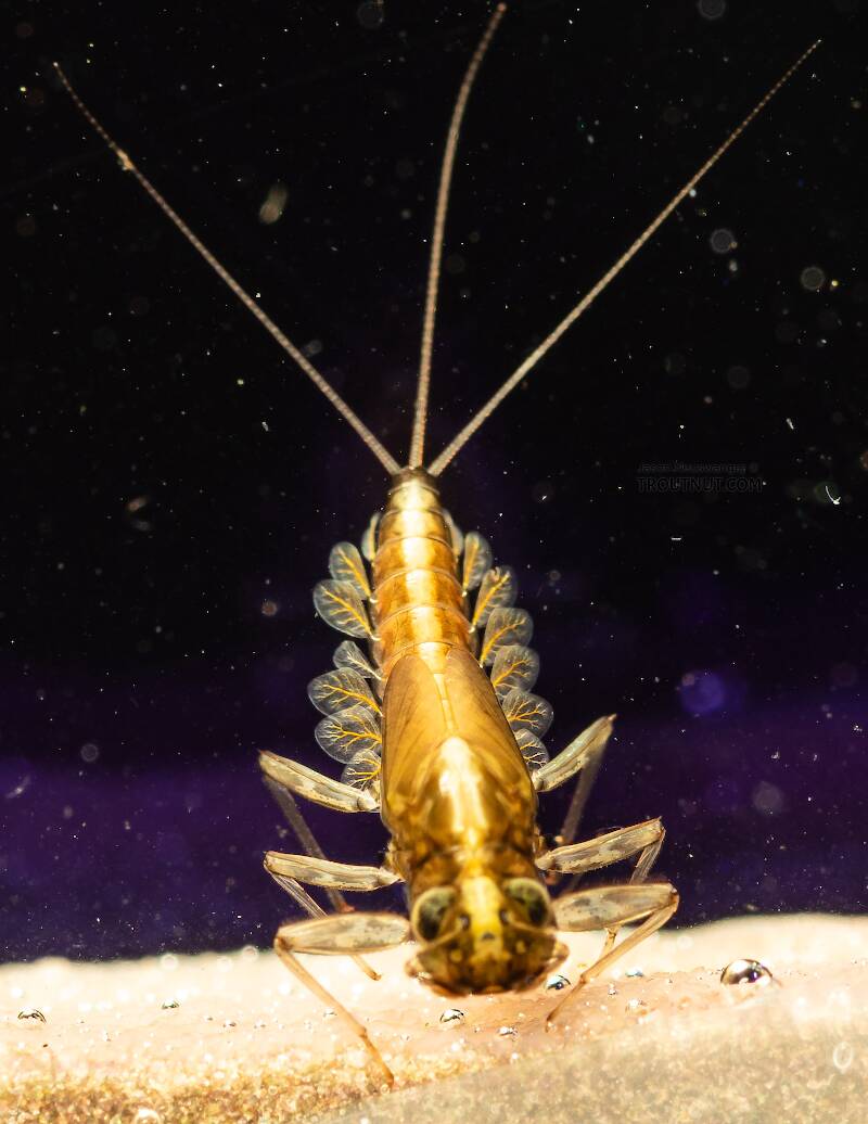 Cinygmula (Heptageniidae) (Dark Red Quill) Mayfly Nymph from the South Fork Snoqualmie River in Washington
