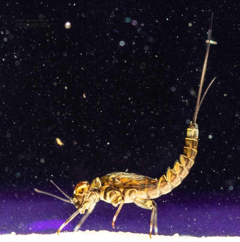 Lateral view of a Male Baetis (Baetidae) (Blue-Winged Olive) Mayfly Nymph from the South Fork Snoqualmie River in Washington