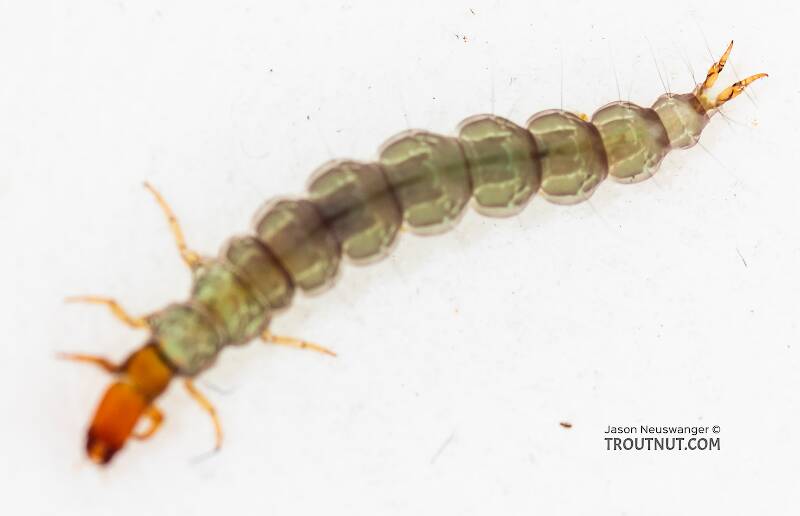 Dorsal view of a Rhyacophila (Rhyacophilidae) (Green Sedge) Caddisfly Larva from the South Fork Snoqualmie River in Washington