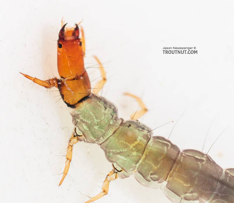 Rhyacophila (Rhyacophilidae) (Green Sedge) Caddisfly Larva from the South Fork Snoqualmie River in Washington