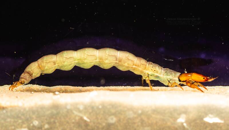 Lateral view of a Rhyacophila (Rhyacophilidae) (Green Sedge) Caddisfly Larva from the South Fork Snoqualmie River in Washington