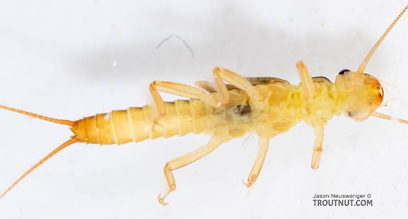 Ventral view of a Osobenus yakimae (Perlodidae) (Yakima Springfly) Stonefly Nymph from the South Fork Snoqualmie River in Washington