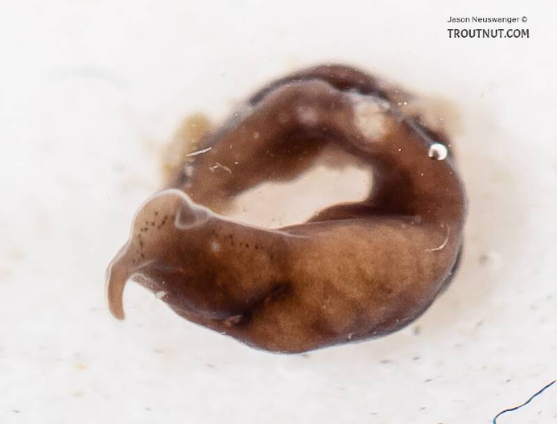 Platyhelminthes (Flatworm) Animal from the South Fork Snoqualmie River in Washington