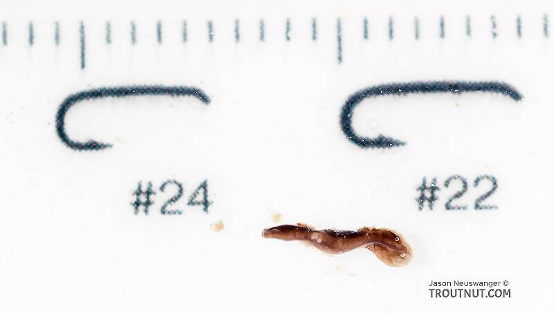 Platyhelminthes (Flatworm) Animal from the South Fork Snoqualmie River in Washington