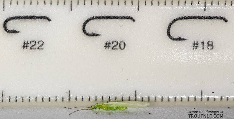 Ruler view of a Female Alloperla (Chloroperlidae) (Sallfly) Stonefly Adult from the North Fork Couer d'Alene River in Idaho The smallest ruler marks are 1 mm.