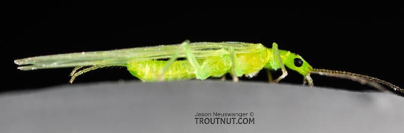 Female Alloperla (Chloroperlidae) (Sallfly) Stonefly Adult from the North Fork Couer d'Alene River in Idaho