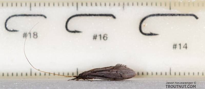 Ruler view of a Male Leptoceridae Caddisfly Adult from the Madison River in Montana The smallest ruler marks are 1 mm.