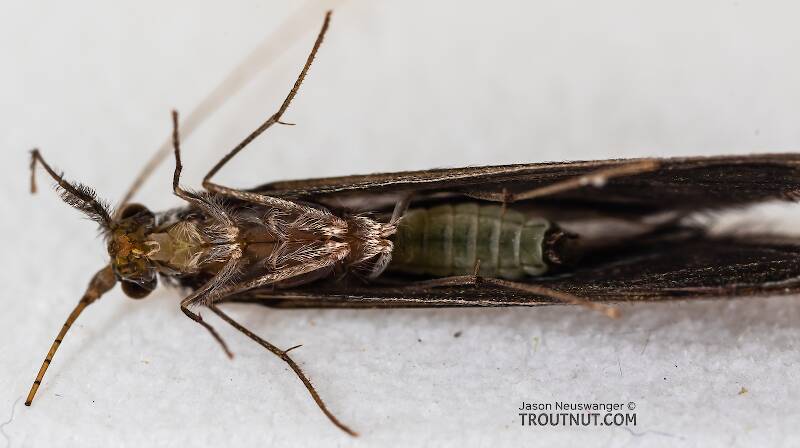 Male Leptoceridae Caddisfly Adult from the Madison River in Montana