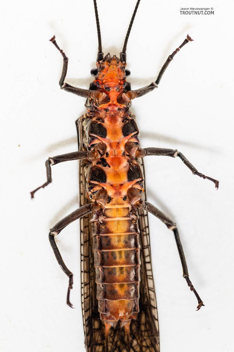 Ventral view of a Female Pteronarcys californica (Pteronarcyidae) (Giant Salmonfly) Stonefly Adult from the Madison River in Montana