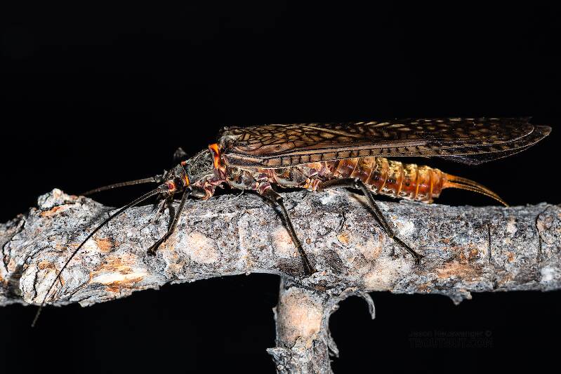 Artistic view of a Female Pteronarcys californica (Pteronarcyidae) (Giant Salmonfly) Stonefly Adult from the Madison River in Montana
