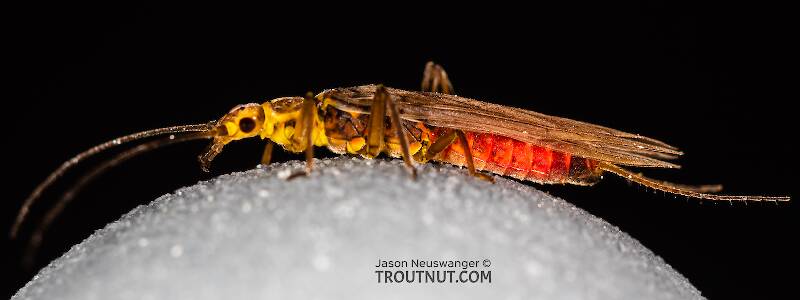 Lateral view of a Female Sweltsa (Chloroperlidae) (Sallfly) Stonefly Adult from the Madison River in Montana