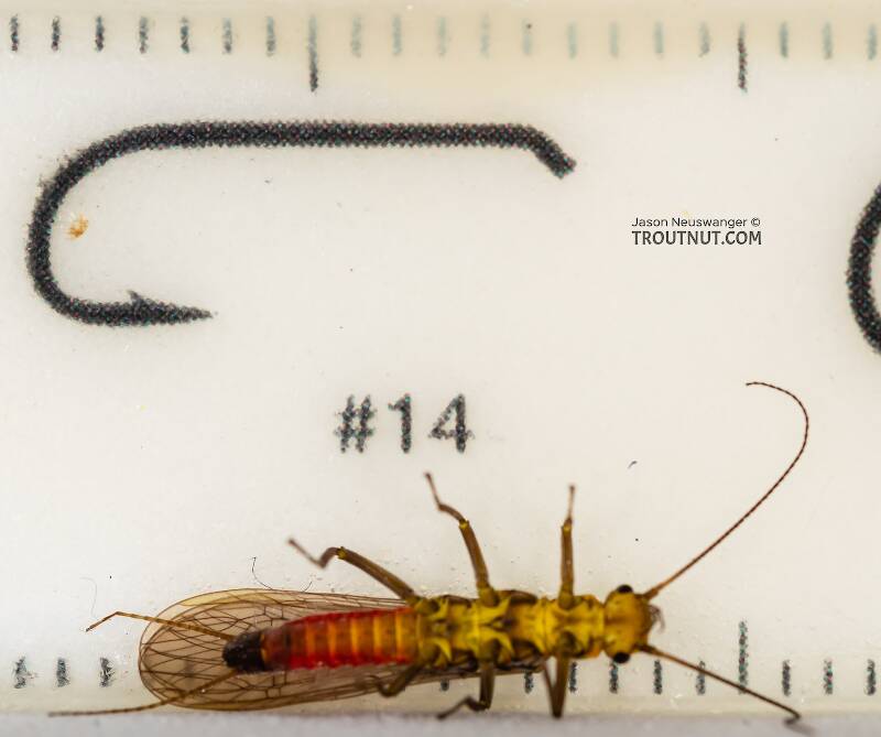 Ruler view of a Female Sweltsa (Chloroperlidae) (Sallfly) Stonefly Adult from the Madison River in Montana The smallest ruler marks are 1 mm.