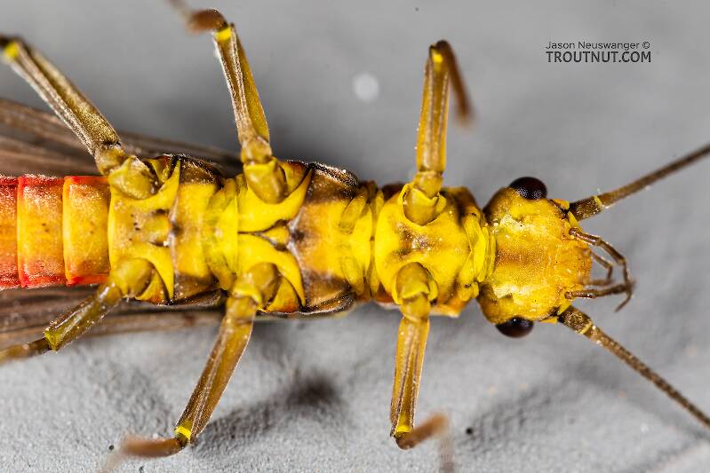Female Sweltsa (Chloroperlidae) (Sallfly) Stonefly Adult from the Madison River in Montana