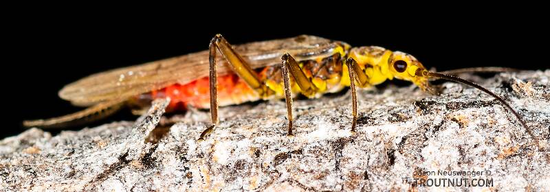 Artistic view of a Female Sweltsa (Chloroperlidae) (Sallfly) Stonefly Adult from the Madison River in Montana