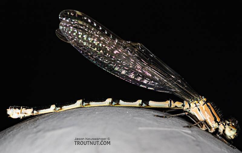 Lateral view of a Odonata-Zygoptera (Damselfly) Insect Adult from the Madison River in Montana