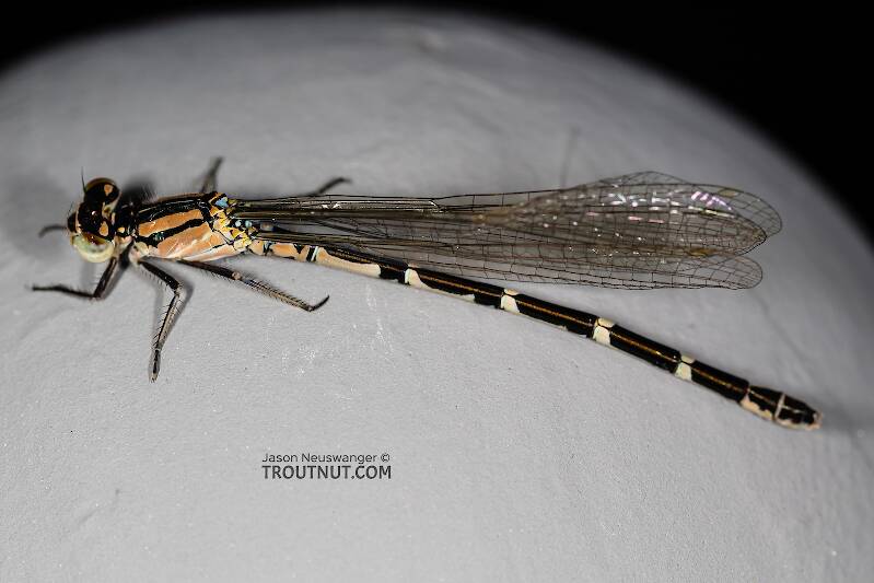 Dorsal view of a Odonata-Zygoptera (Damselfly) Insect Adult from the Madison River in Montana