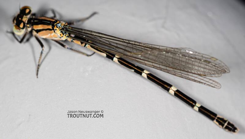 Odonata-Zygoptera (Damselfly) Insect Adult from the Madison River in Montana