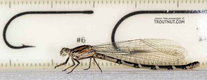 Ruler view of a Odonata-Zygoptera (Damselfly) Insect Adult from the Madison River in Montana The smallest ruler marks are 1 mm.