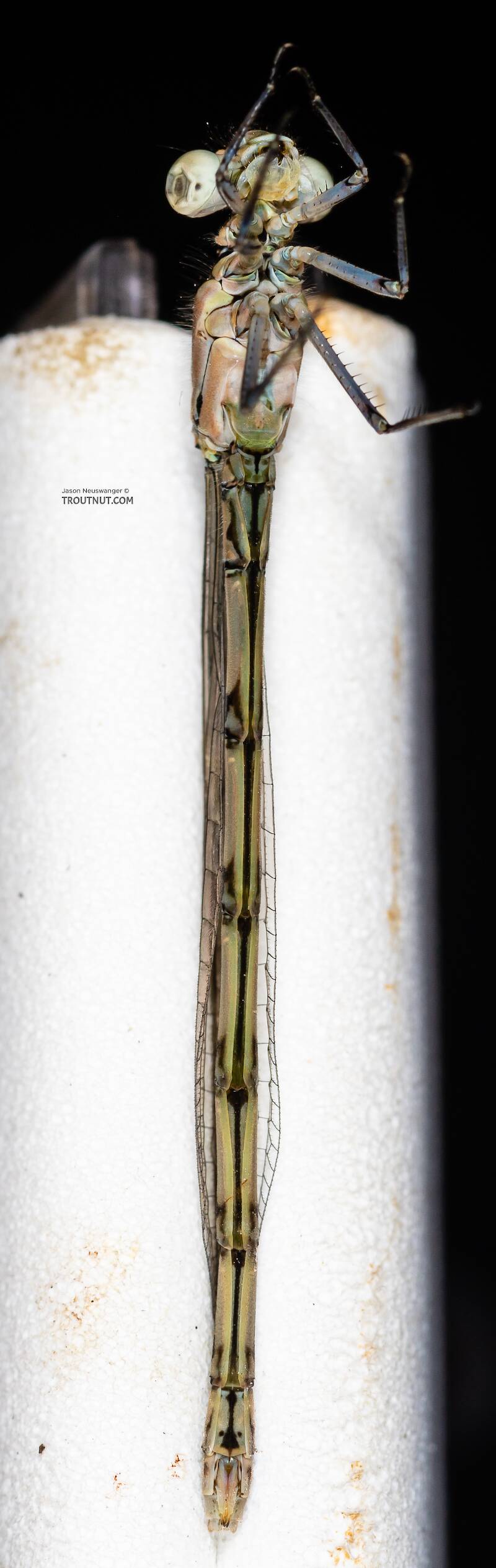 Ventral view of a Odonata-Zygoptera (Damselfly) Insect Adult from the Madison River in Montana